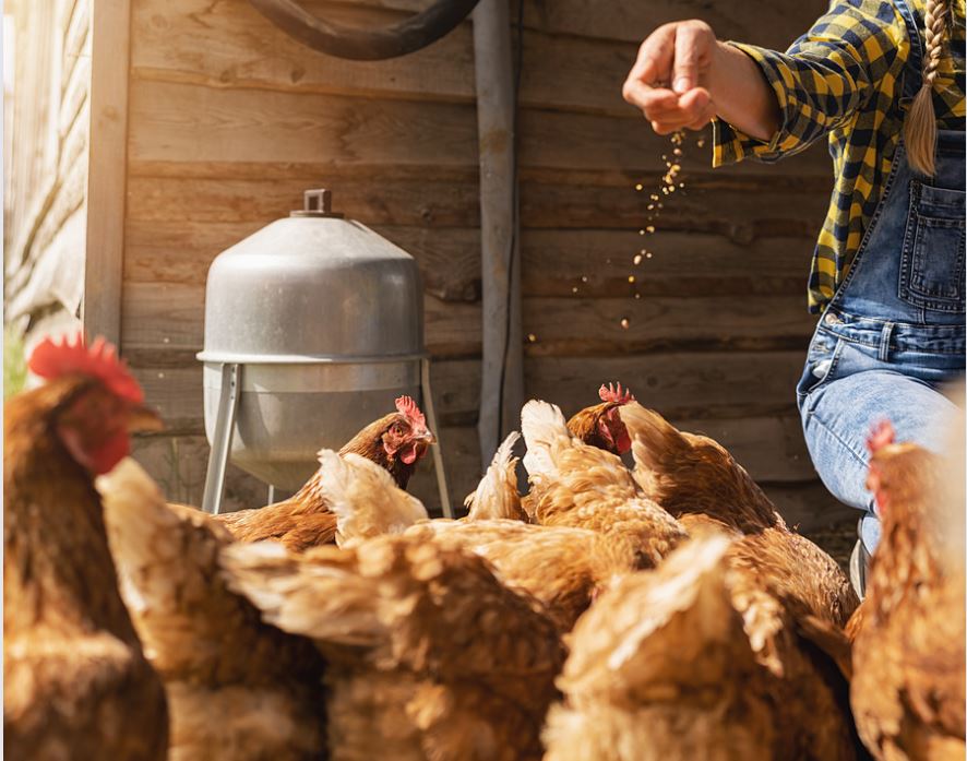 Hühner füttern Mei Biofutter