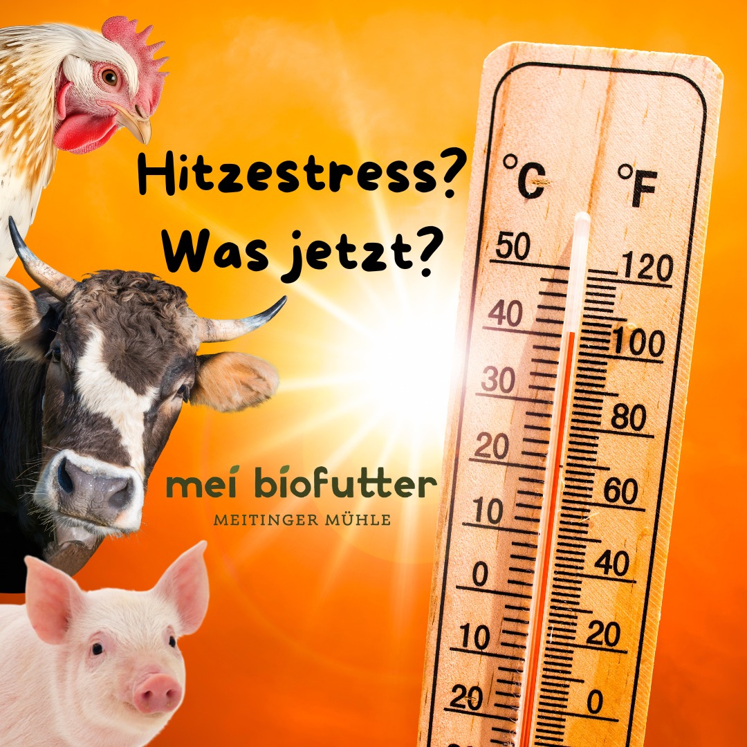 Mei Biofutter Hitzestress bei Nutztieren