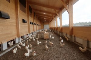 Geflügelpest bzw. „Vogelgrippe“ (AI)